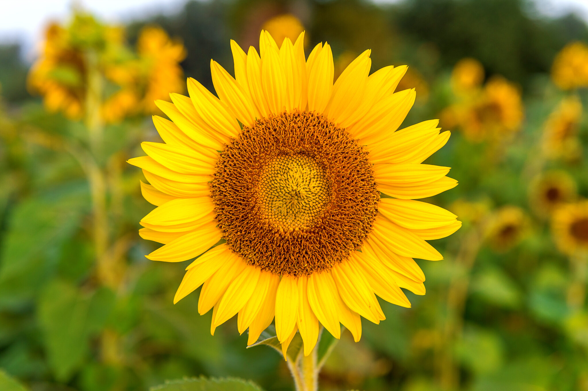 I girasoli di Van Gogh: significato e simbolismo